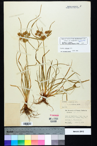 Cyperus croceus image