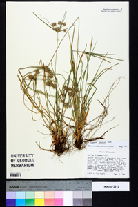 Cyperus croceus image