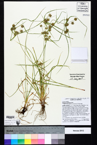 Cyperus croceus image