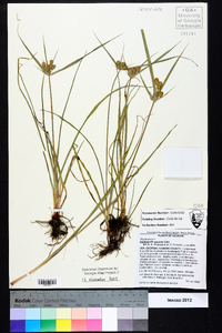 Cyperus croceus image