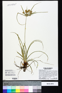 Cyperus croceus image