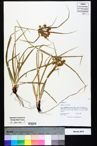 Cyperus croceus image