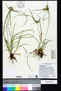 Cyperus croceus image