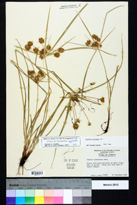 Cyperus croceus image