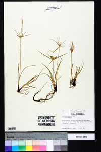 Cyperus croceus image