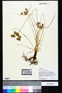 Cyperus croceus image