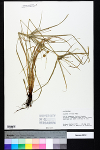 Cyperus croceus image