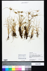 Cyperus croceus image