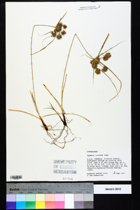 Cyperus croceus image