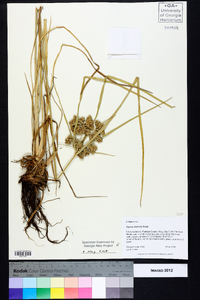 Cyperus distinctus image