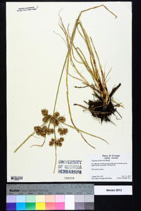 Cyperus distinctus image