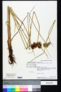 Cyperus drummondii image