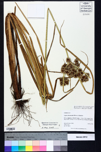 Cyperus drummondii image