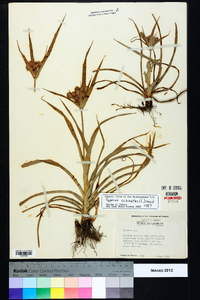 Cyperus echinatus image