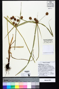 Cyperus echinatus image