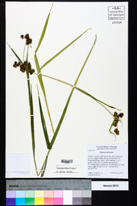 Cyperus echinatus image