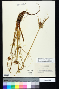 Cyperus echinatus image