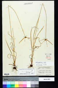 Cyperus echinatus image