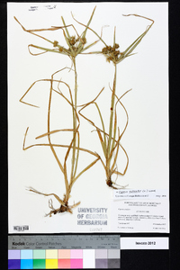 Cyperus echinatus image