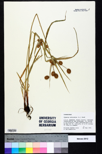 Cyperus echinatus image