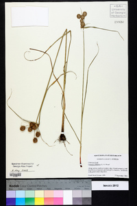 Cyperus echinatus image