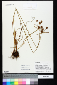 Cyperus echinatus image