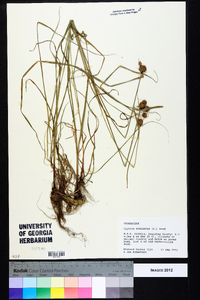 Cyperus echinatus image