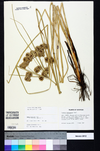 Cyperus entrerianus image