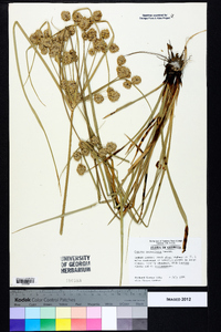 Cyperus entrerianus image