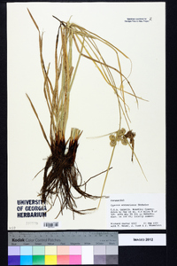 Cyperus entrerianus image