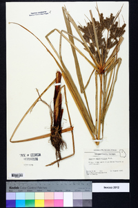 Cyperus erythrorhizos image