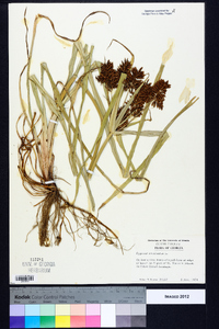 Cyperus esculentus var. leptostachyus image