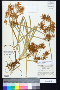 Cyperus esculentus var. leptostachyus image