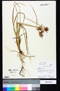 Cyperus esculentus var. leptostachyus image