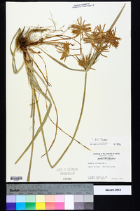 Cyperus esculentus var. leptostachyus image