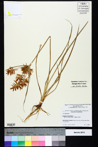 Cyperus esculentus var. leptostachyus image