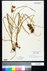 Cyperus esculentus var. leptostachyus image