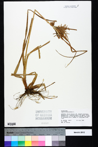 Cyperus esculentus var. leptostachyus image