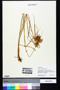 Cyperus esculentus var. leptostachyus image