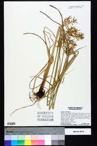 Cyperus esculentus var. leptostachyus image