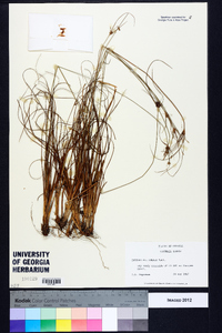 Cyperus filiculmis image