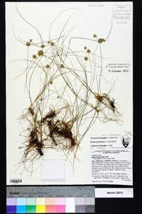 Cyperus filiculmis image