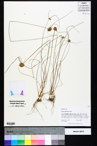 Cyperus filiculmis image