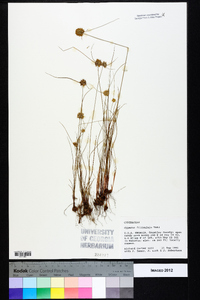 Cyperus filiculmis image