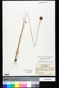 Cyperus filiculmis image