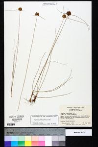 Cyperus filiculmis image