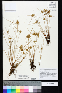 Cyperus flavescens image