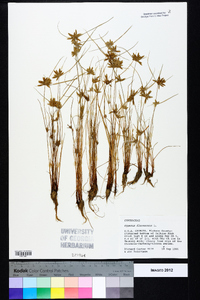 Cyperus flavescens image