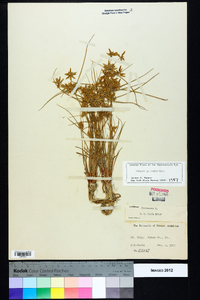 Cyperus flavescens image