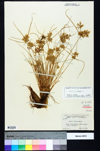 Cyperus flavescens image